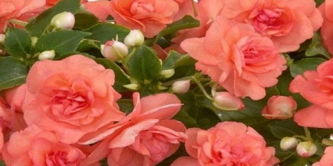 Baštenski balzam: sadnja i njega, fotografija uličnog cvijeća u cvjetnoj gredici